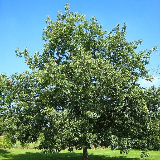 Quercus rubra  - Northern Red Oak