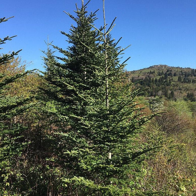 Abies fraseri  - Fraser Fir