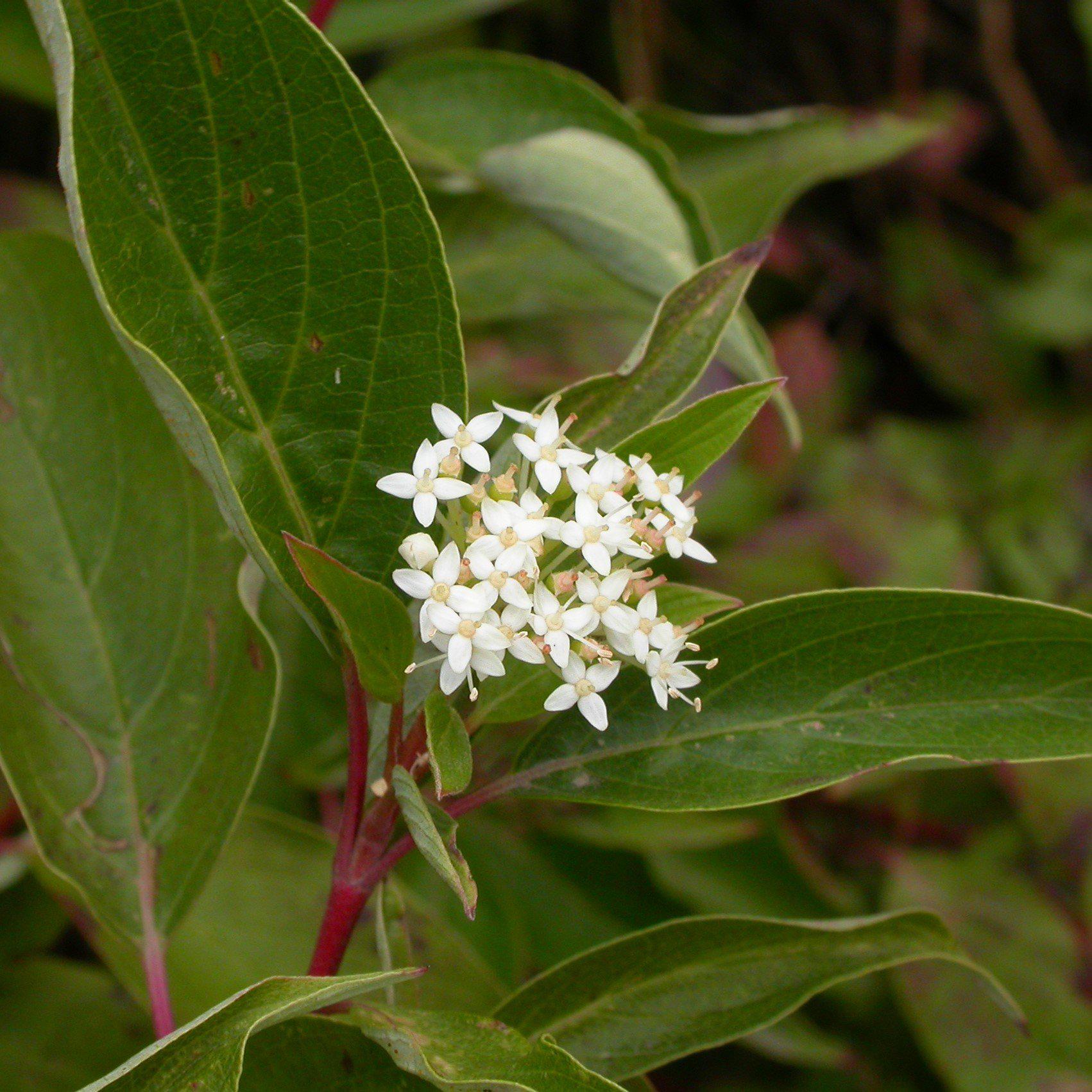 Cornus sericea 'Baileyi'  - Bailey Red Twig Dogwood