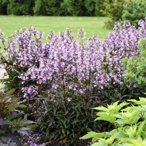 Penstemon ‘Midnight Masquerade’  - Midnight Masquerade Beardtongue
