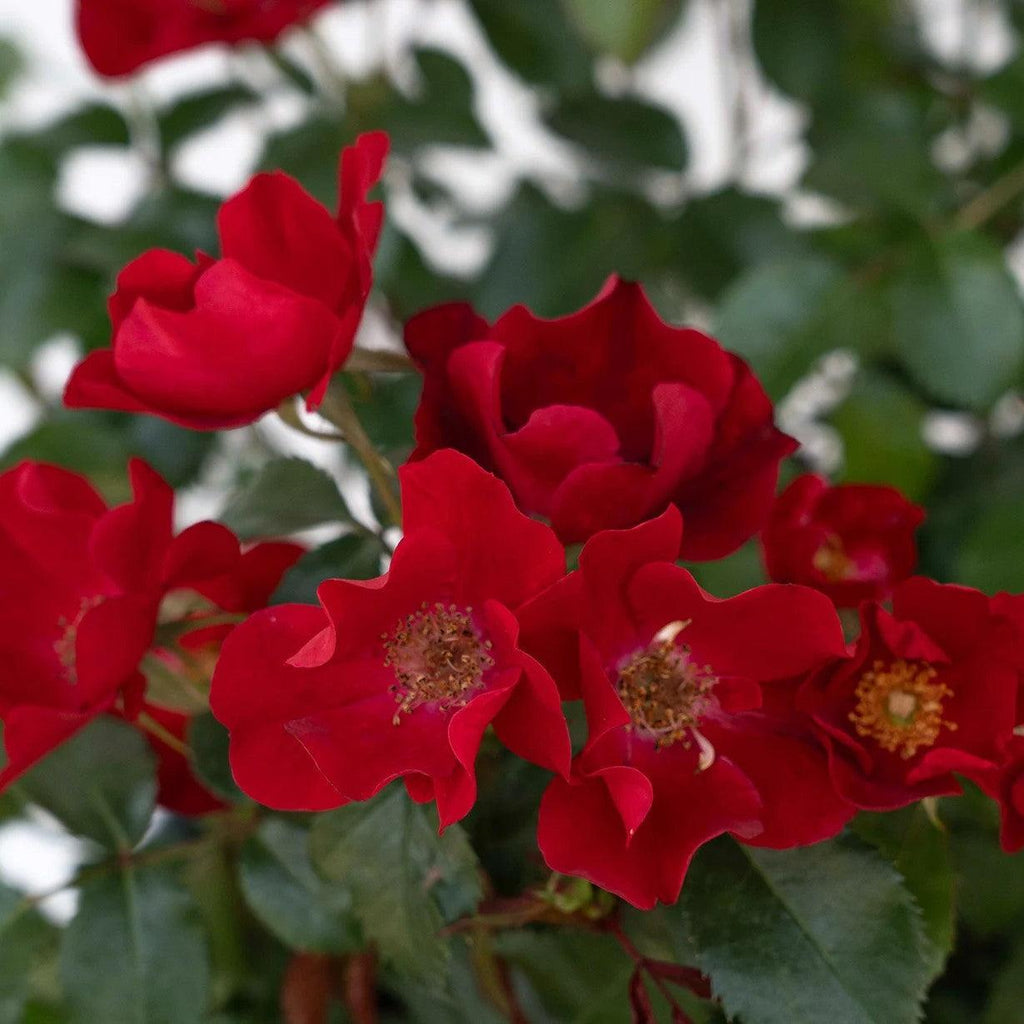 Rosa 'Meidelvega'  - Scarlet Drift® Rose