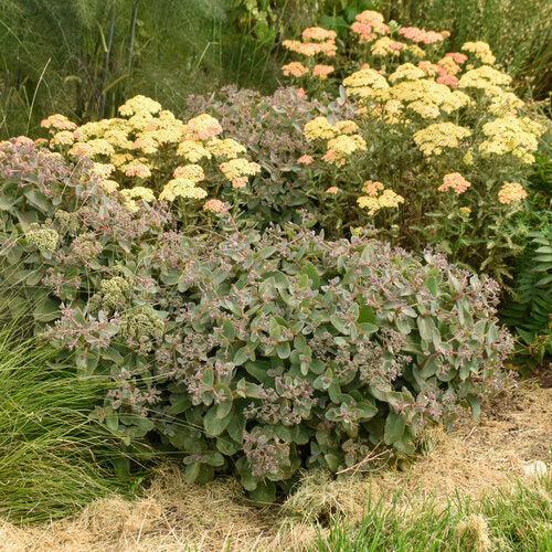 Sedum 'Coraljade'  - Rock 'N Grow® Coraljade Stonecrop
