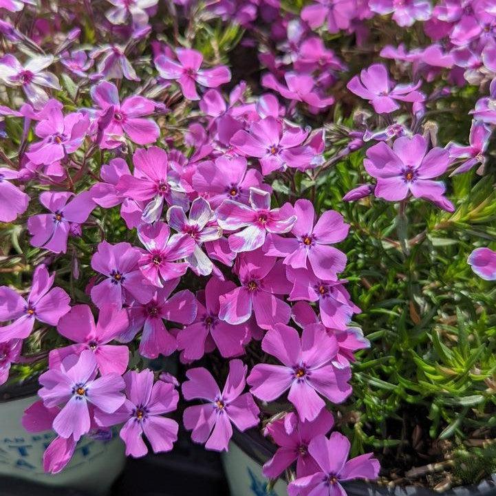 Phlox subulata 'Spring Purple'  - Spring Purple Creeping Phlox