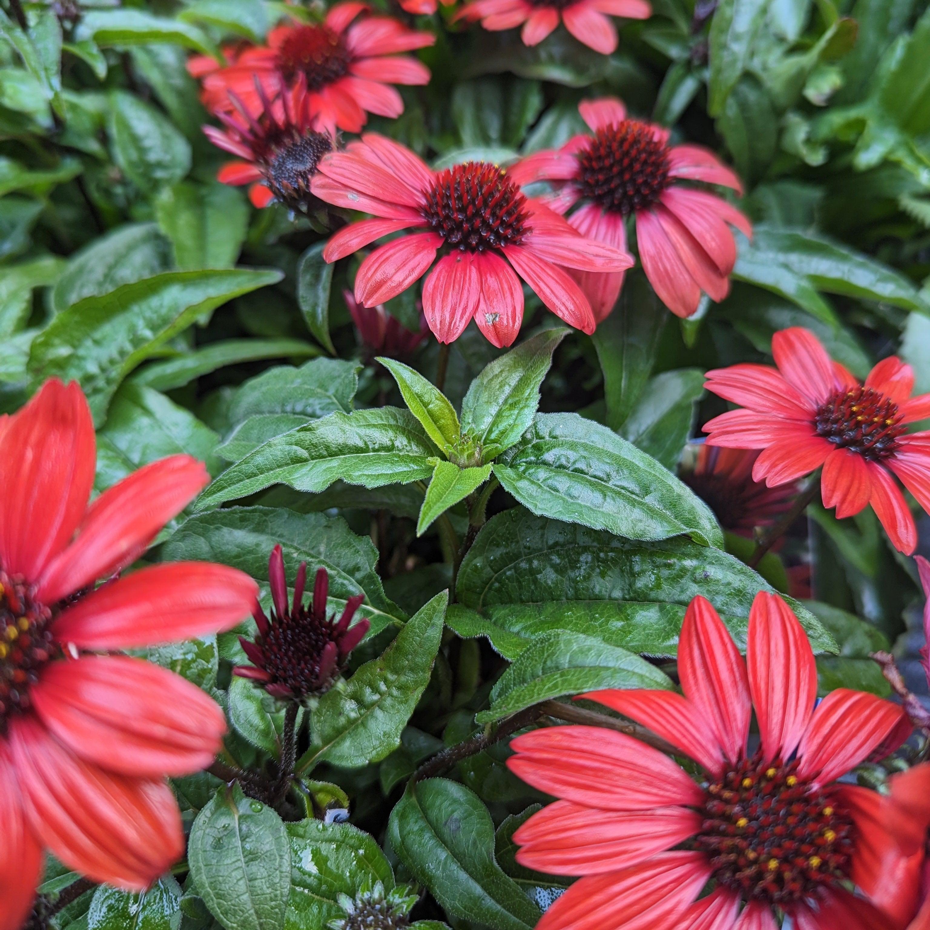 Echinacea 'Panama Red'  - Panama® Red Coneflower