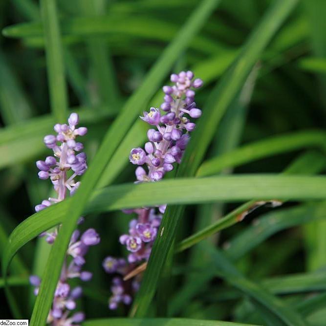 Big Blue Lily Turf (Liriope muscari) — Evergreen Groundcover Perennial