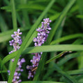 Big Blue Lily Turf (Liriope muscari) — Evergreen Groundcover Perennial