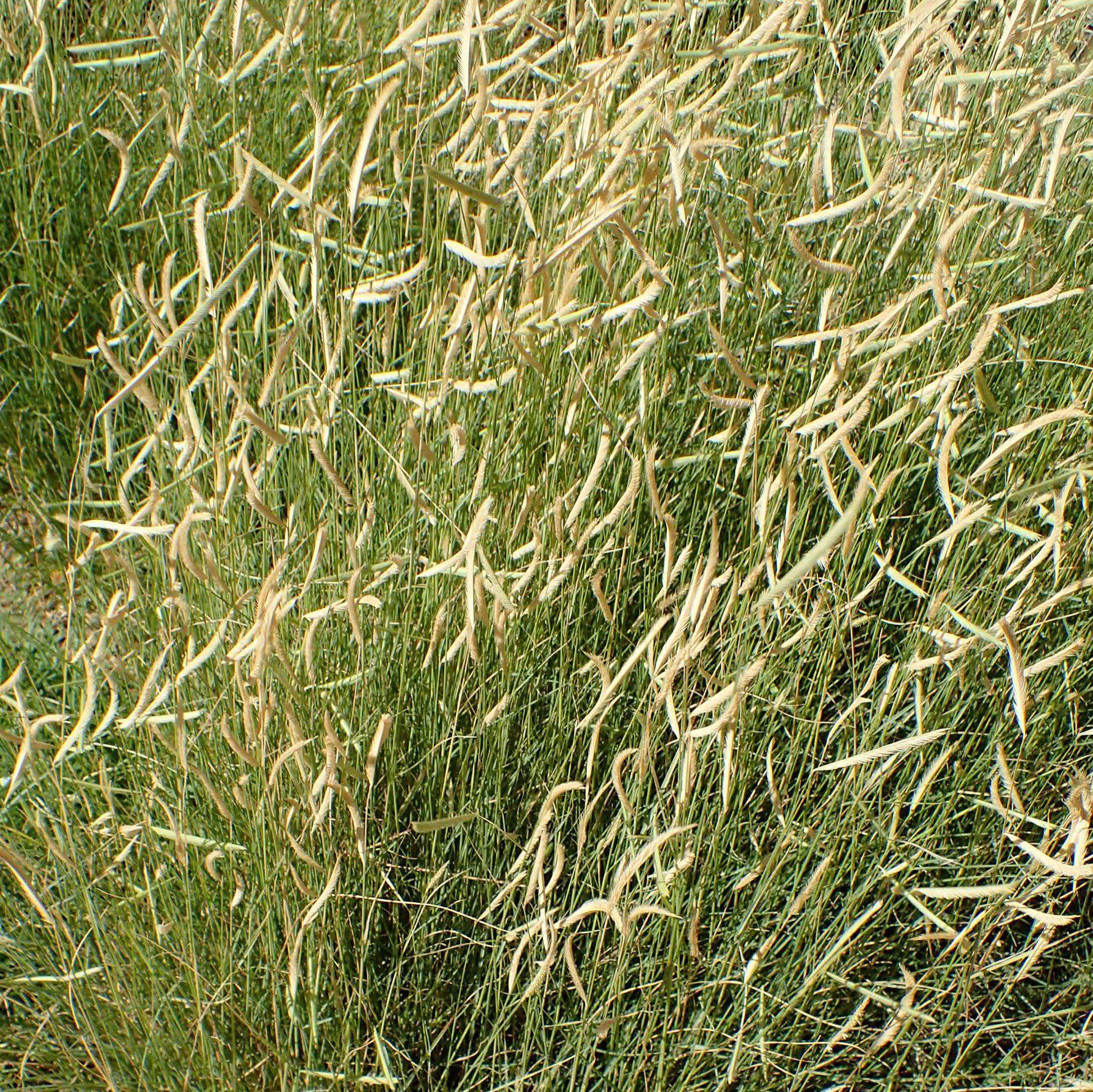 Bouteloua gracilis 'Blonde Ambition'  - 'Blonde Ambition' Blue Grama