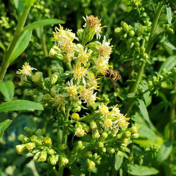 Solidago bicolor  - Silverrod