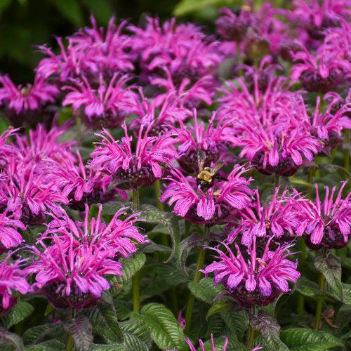 Monarda 'Leading Lady Plum' PP26,447  - PW® Leading Lady Plum Bee Balm