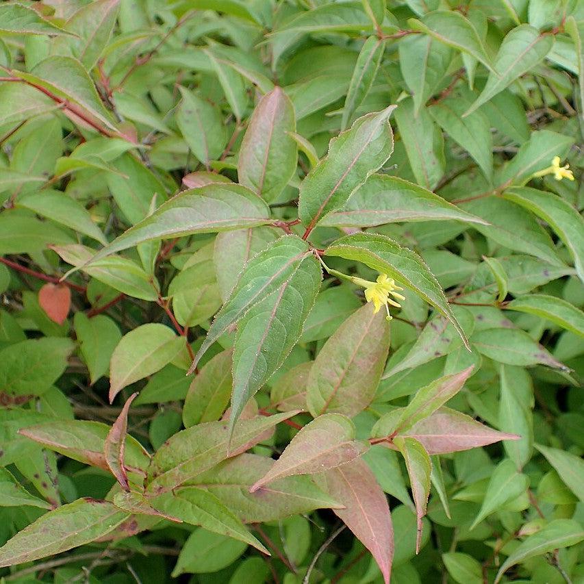 Diervilla lonicera  - Dwarf Bush Honeysuckle