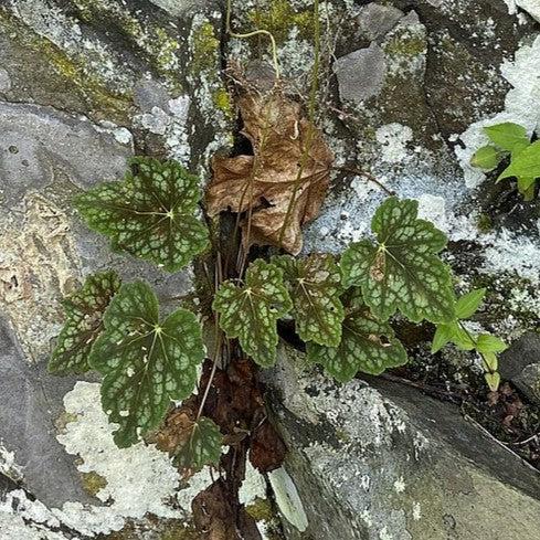 Longflower Alumroot (Heuchera longiflora) — Native Shade Perennial