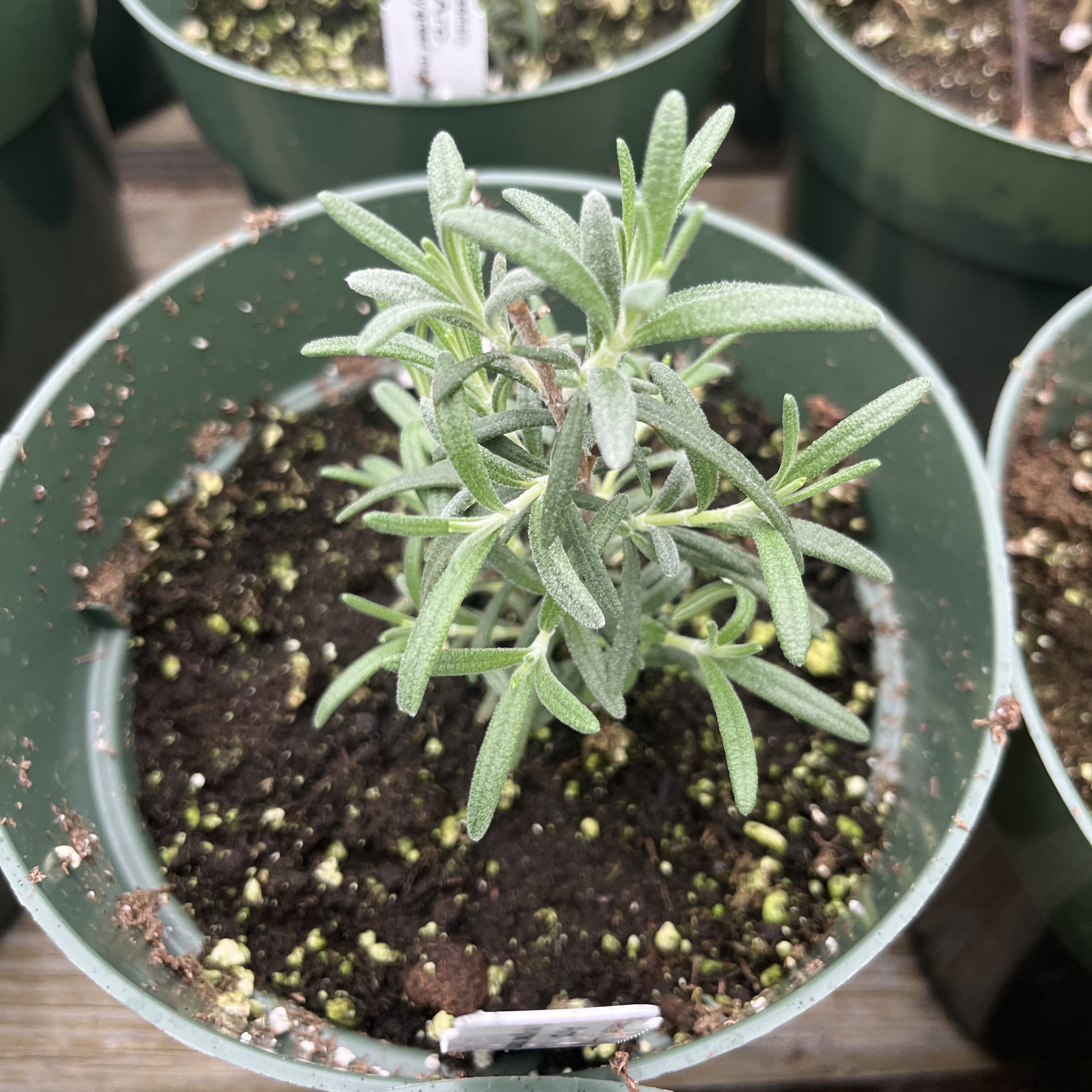 Rosmarinus officinalis 'Arp'  - Arp Rosemary