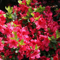 Rhododendron x girard 'Girard's Crimson'  - Girard's Crimson Azalea