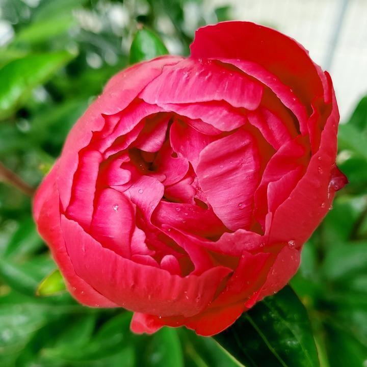 Paeonia lactiflora 'Red Sarah Bernhardt'  - Red Sarah Bernhardt Peony