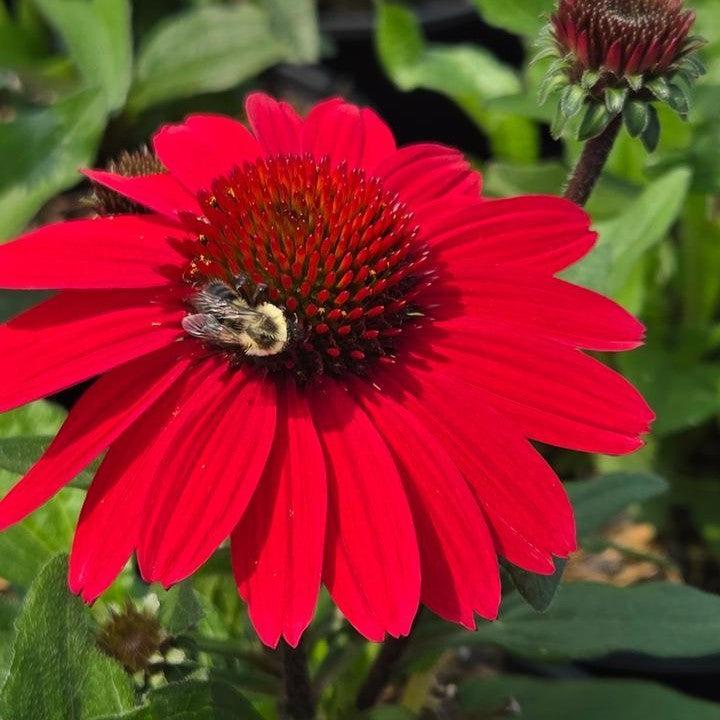Echinacea purpurea 'SunMagic Vintage Hot Red'  - SunMagic® Vintage Hot Red Echinacea