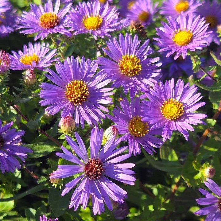 Aster oblongifolium 'Twilight Sky'  - Twilight Sky Aromatic Aster