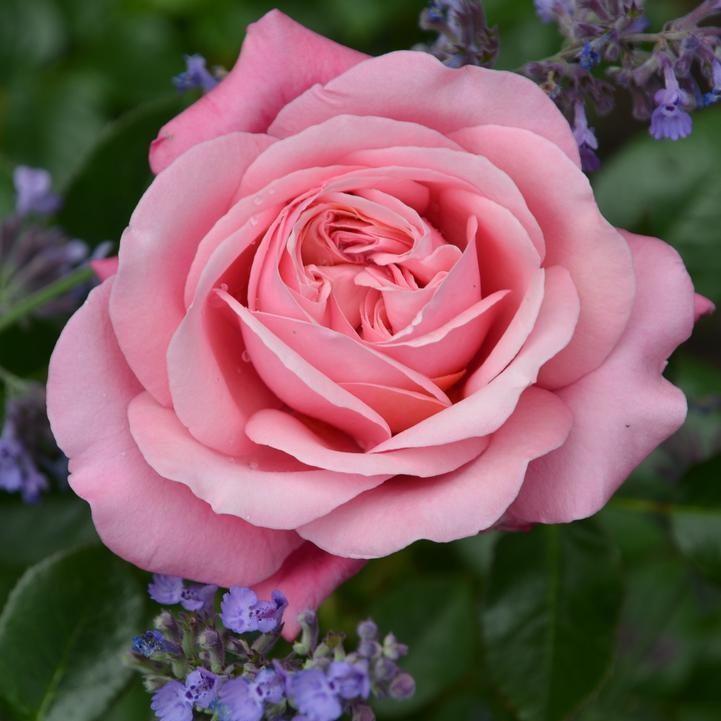 Rosa x 'Showpeice Blush'  - Showpiece™ Blush Rose