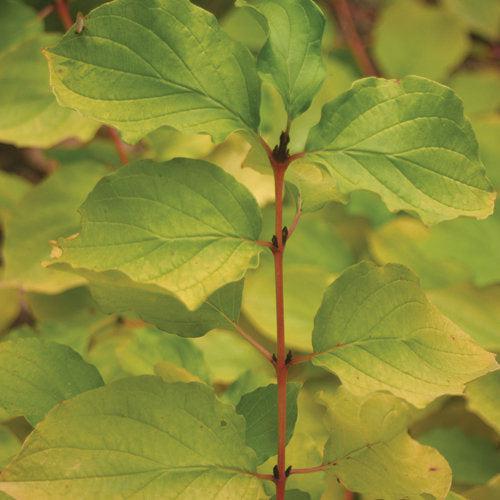 Cornus sanguinea 'Cato'  - Arctic Sun® Dogwood