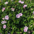 Geranium sanguineum 'Striatum'  - Striatum Cranesbill