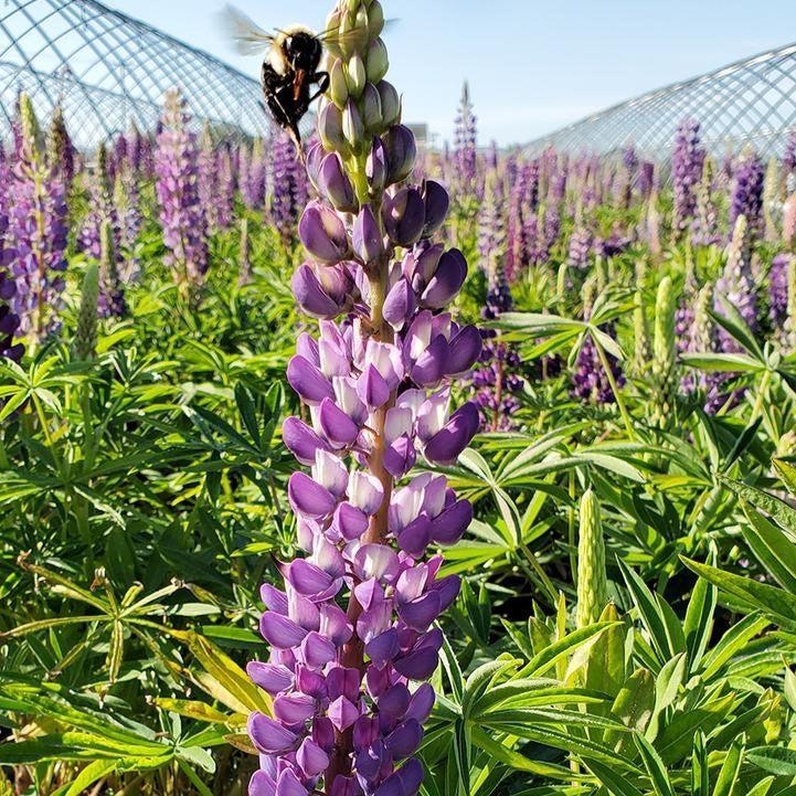 Lupinus 'Gallery Blue'  - Gallery Blue Lupine