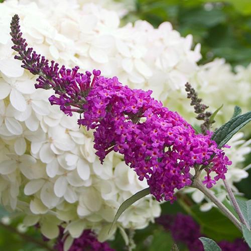 Buddleia 'Miss Ruby' PP19,950  - Miss Ruby Butterfly Bush