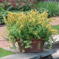 Agastache ‘Kudos Yellow’  - Kudos™ Yellow Hummingbird Mint, Hyssop