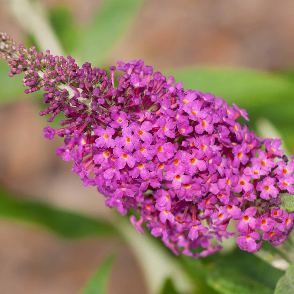 Buddleia 'Miss Ruby' PP19,950  - Miss Ruby Butterfly Bush