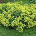 Alchemilla mollis  - Lady's Mantle