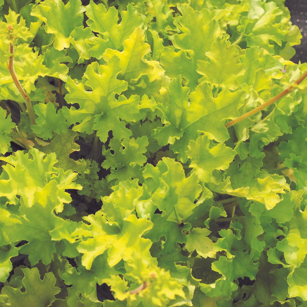 Heuchera ‘Lime Marmalade’  - Lime Marmalade Heuchera
