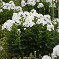 Phlox paniculata 'Luminary Backlight'  - Luminary® Backlight Phlox