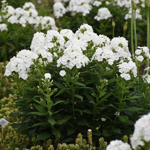 Phlox paniculata 'Luminary Backlight'  - Luminary® Backlight Phlox