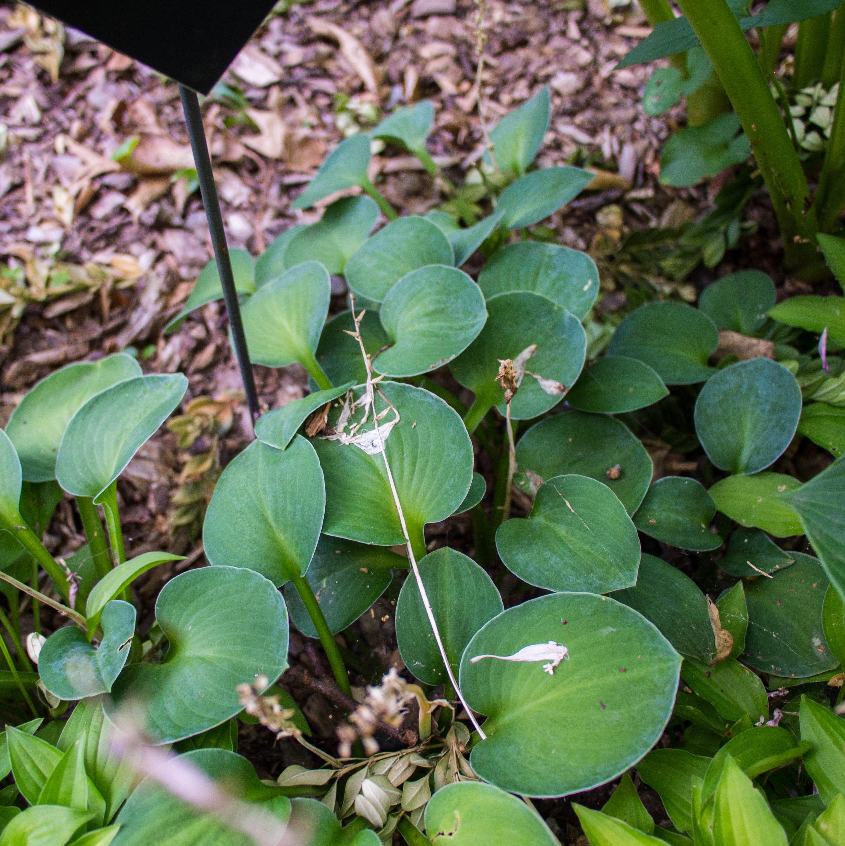 Hosta 'Blue Mouse Ears'  - Blue Mouse Ears Hosta