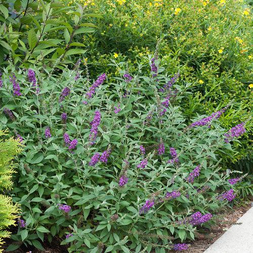 Buddleia x 'Miss Violet' PP #28,448  - Miss Violet Butterfly Bush