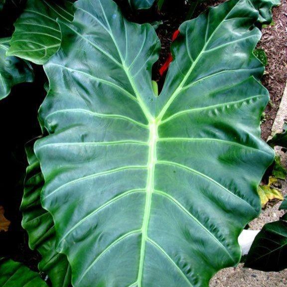 Alocasia 'Mayan Mask'  - Masquerade™ Mayan Mask Alocasia