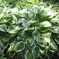 Hosta 'Francee'  - Francee Hosta