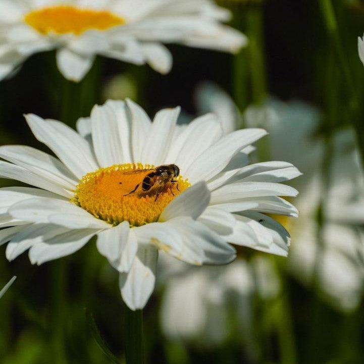 Leucanthemum x superbum 'LaGrande'  - Ooh La™ LaGrande Shasta Daisy