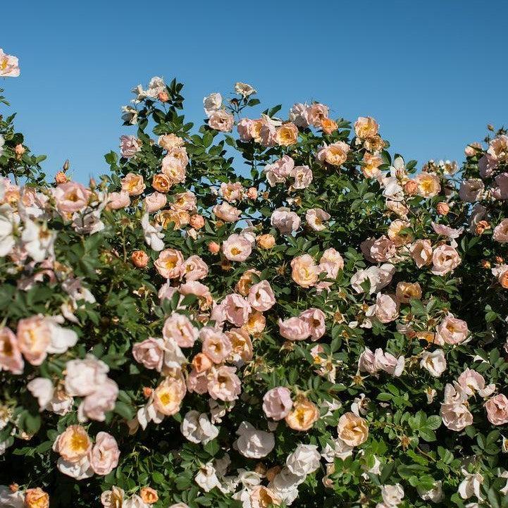 Rosa 'ZLEEltonStrack' PP24,463  - Rosa Above and Beyond™ Climbing Rose