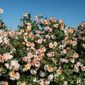 Rosa 'ZLEEltonStrack' PP24,463  - Rosa Above and Beyond™ Climbing Rose