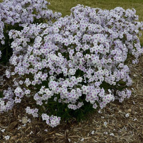 Phlox 'opening act pink – a – dot’  - Opening Act Pink-A-Dot Phlox