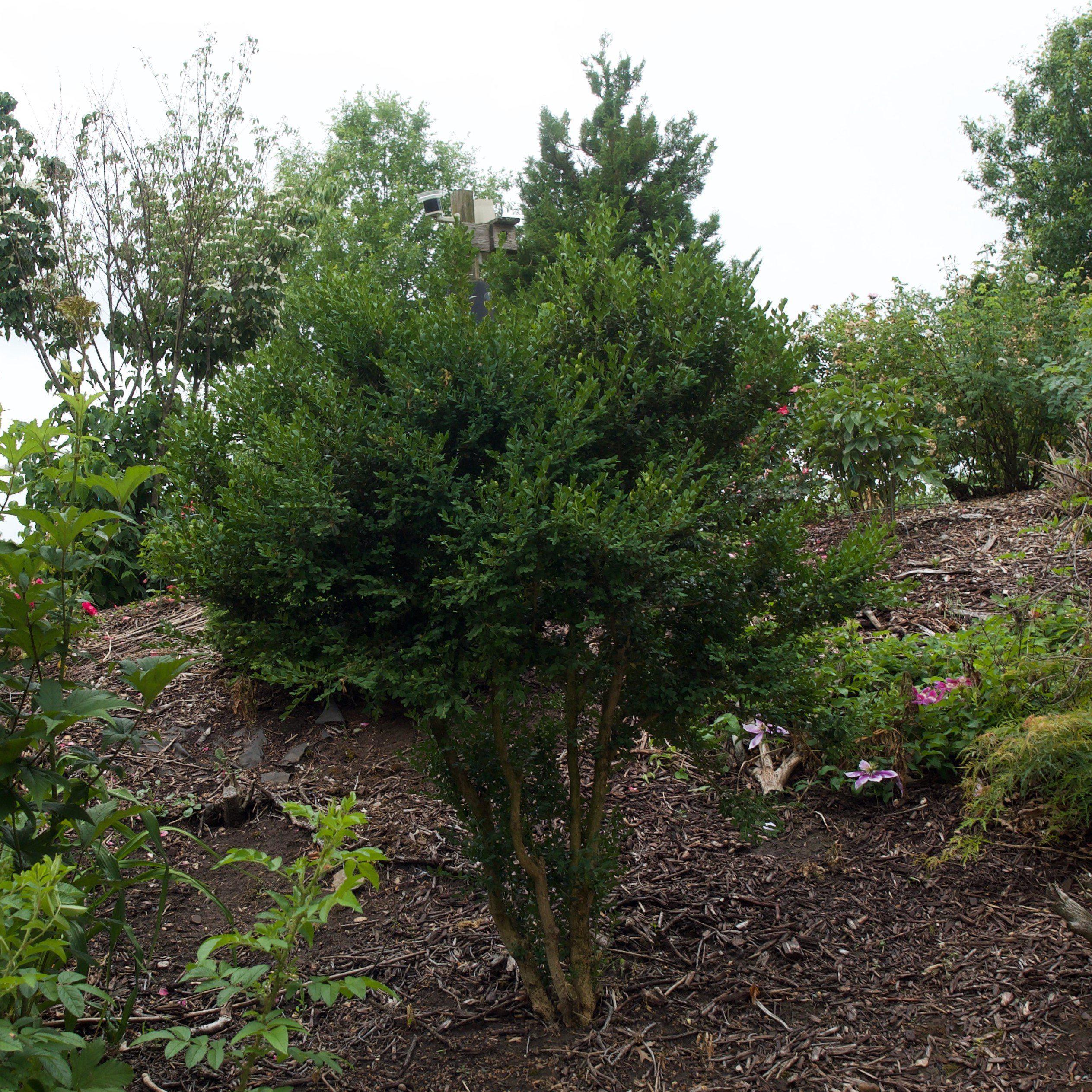 Buxus microphylla var. japonica 'Winter Gem'  - Winter Gem Boxwood