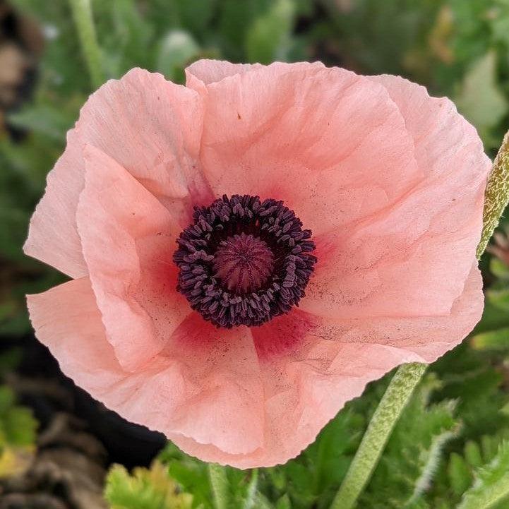Papaver orientalis 'Carneum'  - Carneum Poppies