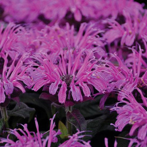 Monarda 'Leading Lady Plum' PP26,447  - PW® Leading Lady Plum Bee Balm