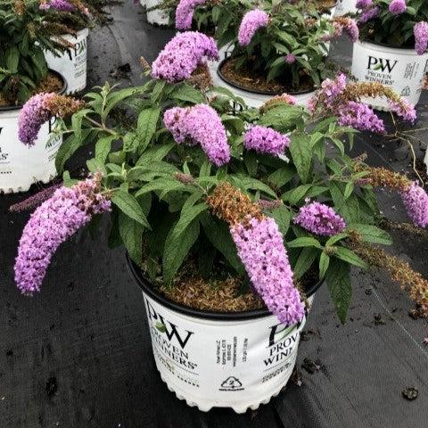 Buddleia x 'SMNBDL'  - Pugster® Amethyst Butterfly Bush