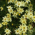 Coreopsis verticillata 'Moonbeam'  - Moonbeam Threadleaf Coreopsis