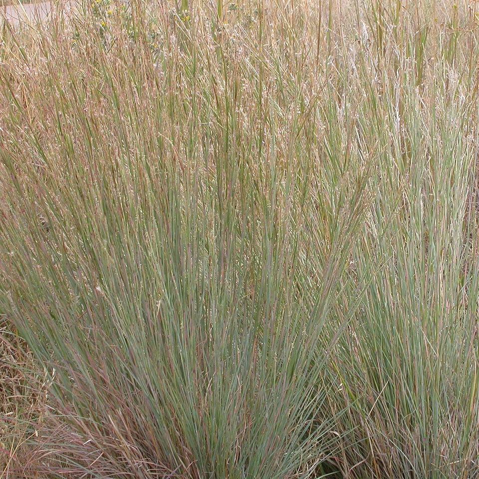 Schizachyrium scoparium 'Ha Ha Tonka'  - Ha Ha Tonka Little Bluestem