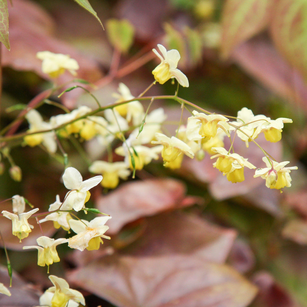 Epimedium versicolor 'Sulphureum'  - Sulphureum Bishop's Hat