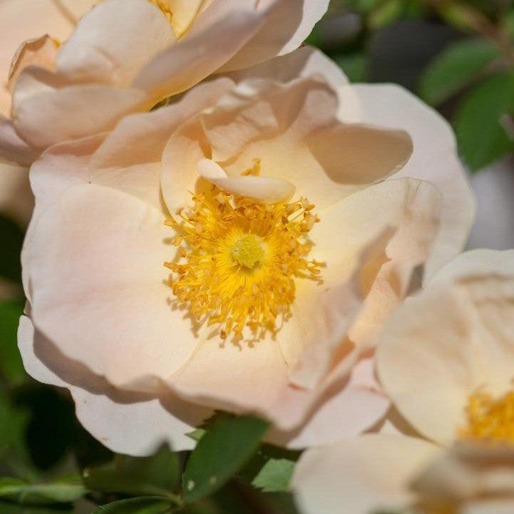 Rosa 'ZLEEltonStrack' PP24,463  - Rosa Above and Beyond™ Climbing Rose