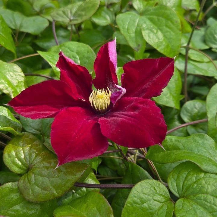 Clematis 'Evijo022'  - Charmaine™ Clematis