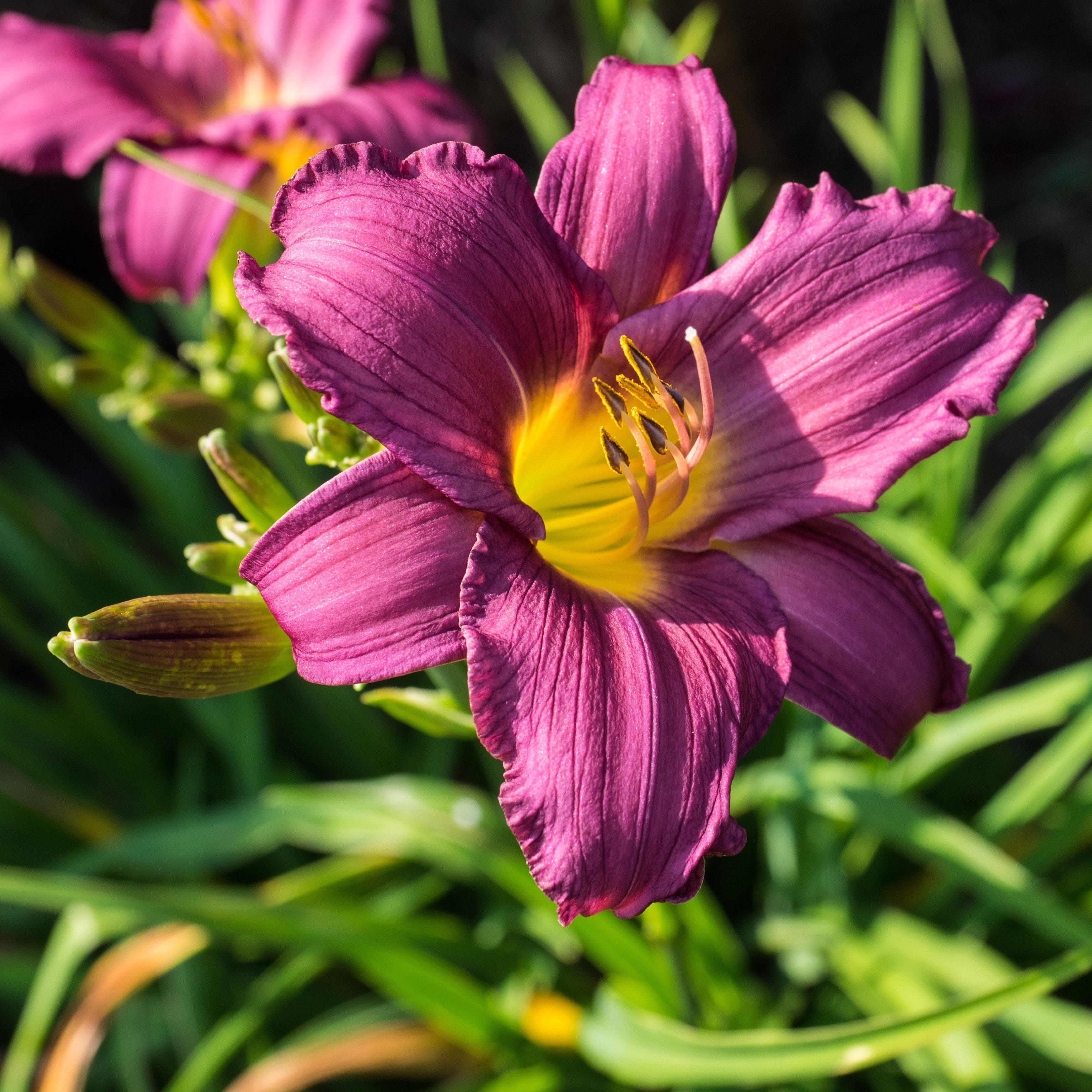 Little Grapette Daylily (Hemerocallis) — Compact Purple Perennial