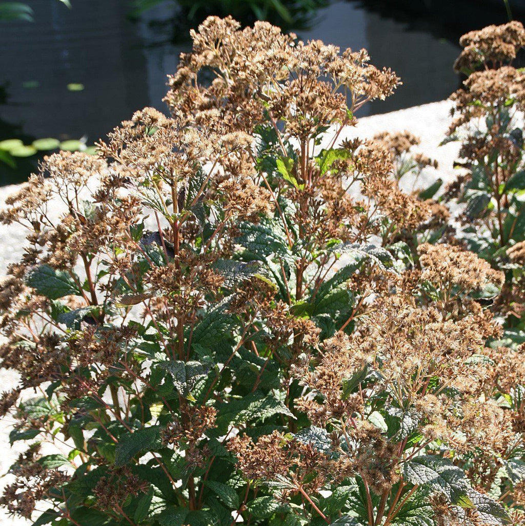 Eutrochium dubium 'Little Joe'  - Little Joe Coastal Pye Weed